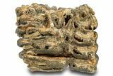 Partial Woolly Mammoth Molar - North Sea Deposits #295852-5